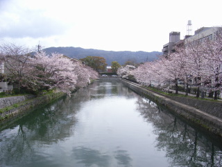 京都の桜01