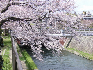 京都の桜02